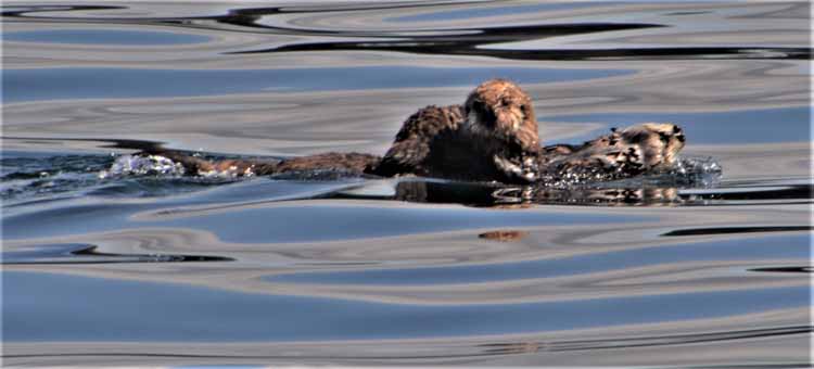 otter with pup